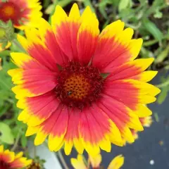 GAILLARDIA aristata 'Kobold' - Gaillarde