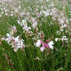 GAURA lindheimeri - Gaura de Lindheimer