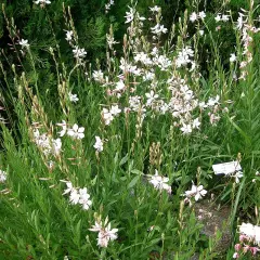 GAURA lindheimeri - Gaura de Lindheimer