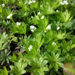 GALIUM odoratum