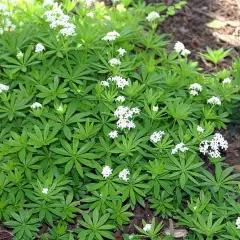 GALIUM odoratum