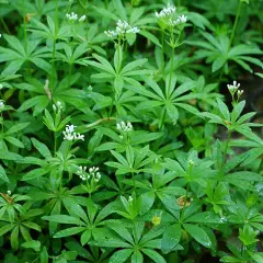 GALIUM odoratum