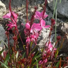 GAURA lindheimeri rose - Gaura rose