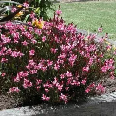 GAURA lindheimeri rose - Gaura rose