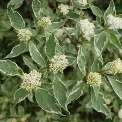 CORNUS alba 'Elegantissima' - Cornouiller blanc panaché