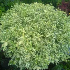 CORNUS alba 'Elegantissima' - Cornouiller blanc panaché