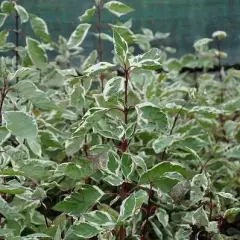 CORNUS alba 'Elegantissima' - Cornouiller blanc panaché