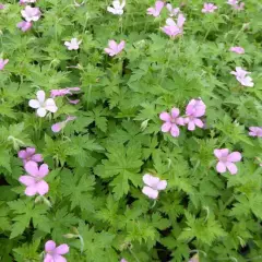 GERANIUM endressii