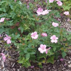 GERANIUM endressii