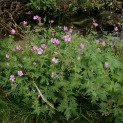 GERANIUM endressii