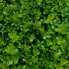 BUXUS sempervirens - Buis