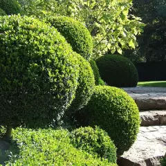 BUXUS sempervirens - Buis