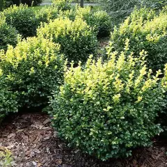 BUXUS sempervirens - Buis