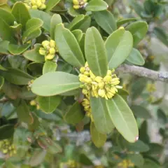 BUXUS sempervirens - Buis