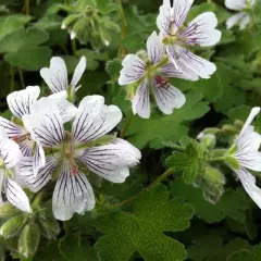 GERANIUM renardii