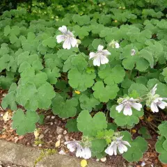 GERANIUM renardii