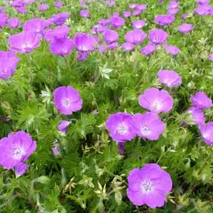 GERANIUM sanguineum