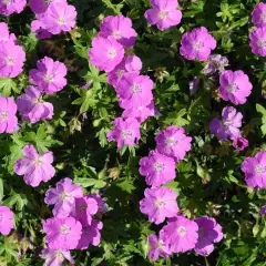 GERANIUM sanguineum