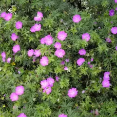 GERANIUM sanguineum