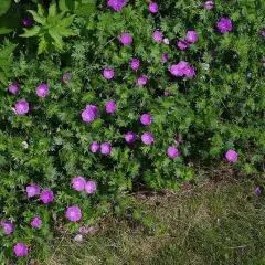 GERANIUM sanguineum