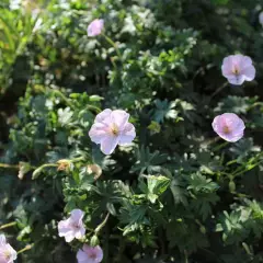 GERANIUM sanguineum 'Striatum'