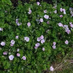 GERANIUM sanguineum 'Striatum'