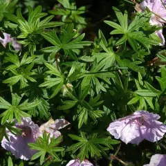 GERANIUM sanguineum 'Striatum'