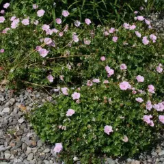 GERANIUM sanguineum 'Striatum'