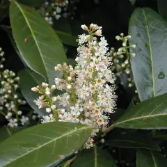 PRUNUS laurocerasus 'Caucasica' - Laurier palme à haie