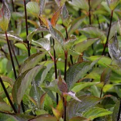 CORNUS alba 'Kesselringii' - Cornouiller à feuillage bleuté et bois violacé