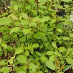 CORNUS alba 'Kesselringii' - Cornouiller à feuillage bleuté et bois violacé