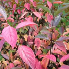 CORNUS alba 'Kesselringii' - Cornouiller à feuillage bleuté et bois violacé