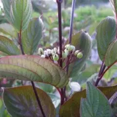 CORNUS alba 'Kesselringii' - Cornouiller à feuillage bleuté et bois violacé