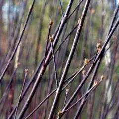 CORNUS alba 'Kesselringii' - Cornouiller à feuillage bleuté et bois violacé