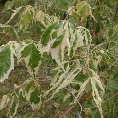 ACER negundo 'Variegatum' - Erable à feuilles de frêne