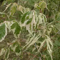 ACER negundo 'Variegatum' - Erable à feuilles de frêne