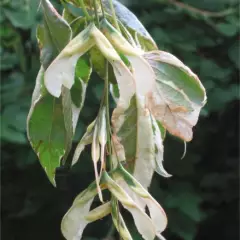 ACER negundo 'Variegatum' - Erable à feuilles de frêne