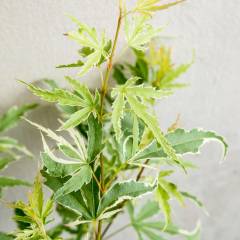 Érable du Japon 'Butterfly' - Acer palmatum 'Butterfly', érable japonais