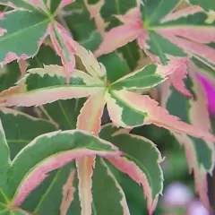 Érable du Japon 'Butterfly' - Acer palmatum 'Butterfly', érable japonais