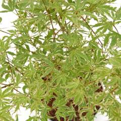 Érable du Japon 'Butterfly' - Acer palmatum 'Butterfly', érable japonais