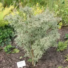 ACER palmatum 'Butterfly' - Erable du Japon