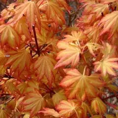 Érable du Japon 'Orange Dream' - Acer palmatum 'Orange Dream, érable japonais