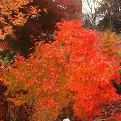 Érable du Japon 'Orange Dream' - Acer palmatum 'Orange Dream, érable japonais