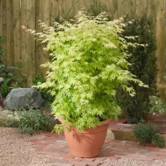 Érable du Japon 'Orange Dream' - Acer palmatum 'Orange Dream, érable japonais