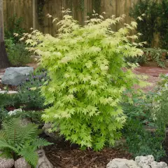 Érable du Japon 'Orange Dream' - Acer palmatum 'Orange Dream, érable japonais