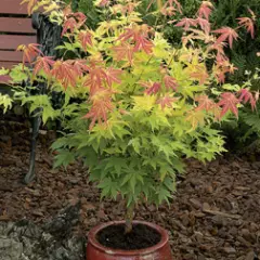 Érable du Japon 'Orange Dream' - Acer palmatum 'Orange Dream, érable japonais