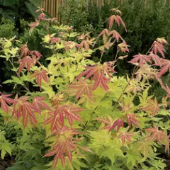 Érable du Japon 'Orange Dream' - Acer palmatum 'Orange Dream, érable japonais