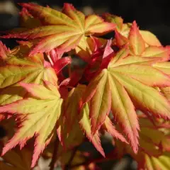 Érable du Japon 'Orange Dream' - Acer palmatum 'Orange Dream, érable japonais