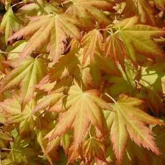 Érable du Japon 'Orange Dream' - Acer palmatum 'Orange Dream, érable japonais