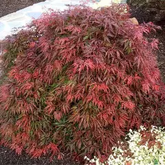 Érable du Japon 'Ornatum' - Acer palmatum 'Ornatum', érable japonais